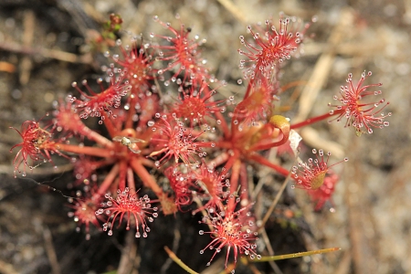 Droséra intermédiaire - Drosera intermedia Hayne par Edith REUZEAU