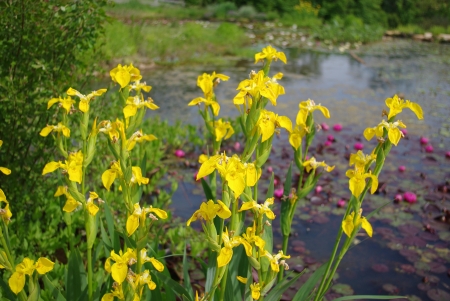 Iris des marais - Iris pseudacorus L. Par Gisèle ARLIGUIE