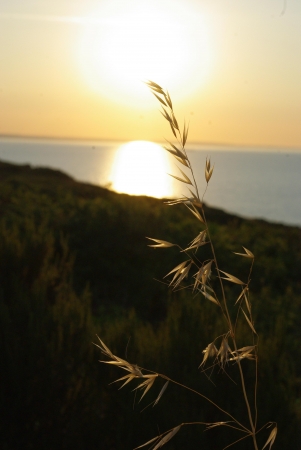 Avoine cultivée - Avena sativa L. - Par Gisèle ARLIGUIE