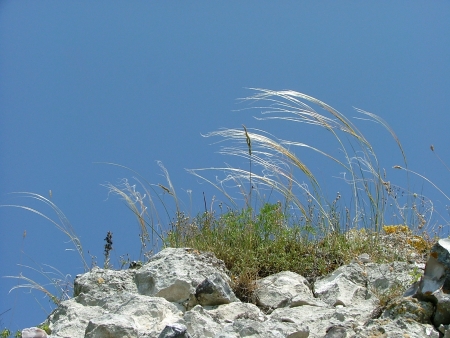 Stipe pennée - Stipa pennata L. Par Emmanuel VOCHELET