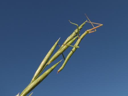 Brachypode de Phénicie - Brachypodium phoenicoides (L.) Roem. & Schult. Par Matthieu GAUVAIN