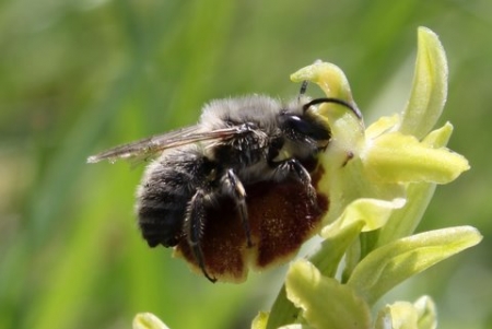 Ophrys exaltata subsp. splendida (Gölz & Reinhard) R.Soca  par Jean-François ROUFFET