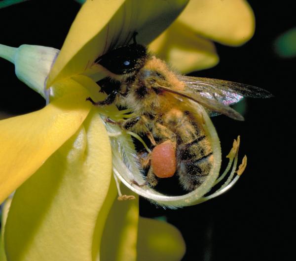 Cytisus scoparius (L.) Link par Serge CARRÉ