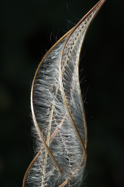   Epilobium hirsutum L. par Bernard MACHETTO