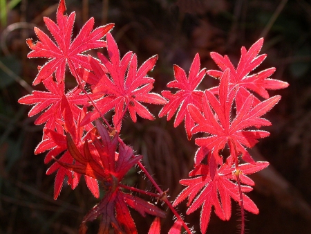 Géranium sanguin - Geranium sanguineum L. par Michel DÉMARES