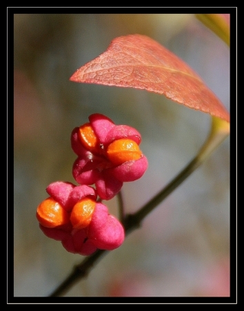 Fusain d'Europe - Euonymus europaeus L. par Catherine LENNE