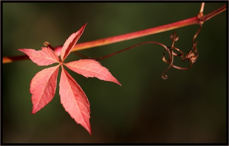 Vigne-vierge - Parthenocissus quinquefolia (L.) Planch. par Catherine LENNE