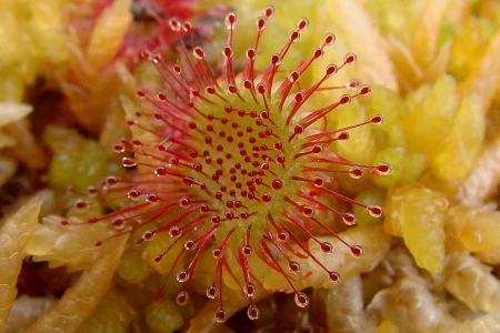 Droséra à feuilles rondes - Drosera rotundifolia L. par FD