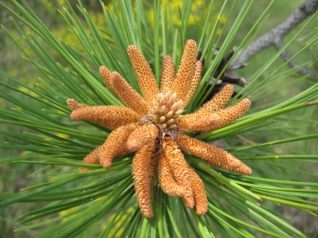 Pin noir d'Autriche - Pinus nigra subsp. nigra par Madeleine SARRAN