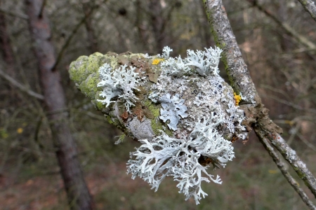 Lichens sur pomme de pin par Josette PUYO