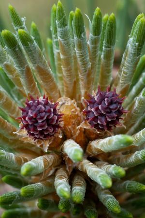 Pin à crochets - Pinus mugo subsp.uncinata (Ramond ex DC.) Domin par Bernard MACHETTO