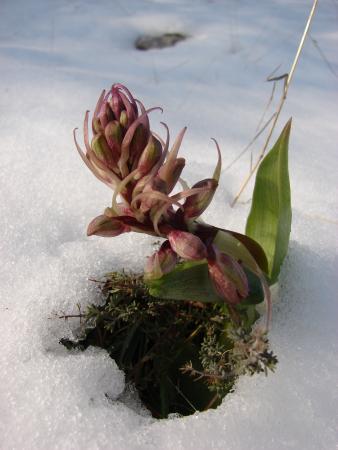 Orchis à longues bractées - Himantoglossum robertianum (Loisel.) P.Delforge par Paul Fabre