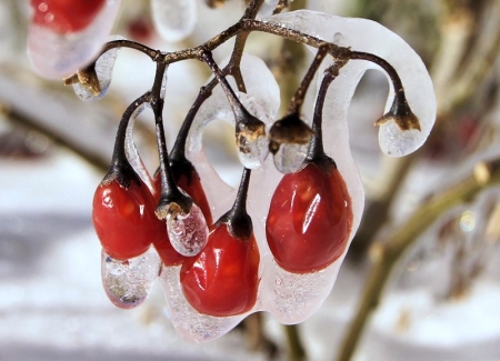 Morelle douce-amère - Solanum dulcamara L. par Liliane PESSOTTO