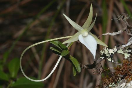 Angraecum dryadum Schltr. par Pascal JARIGE