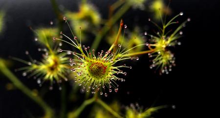 Drosera gigantea par Josette PUYO