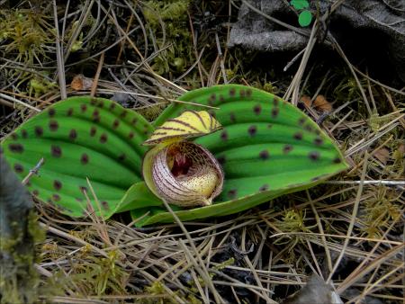 Cypripedium margaritaceum par Josette PUYO