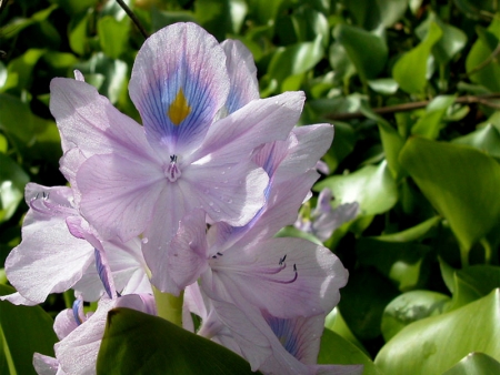 Eichhornia crassipes (Mart.) Solms par François BAHUAUD