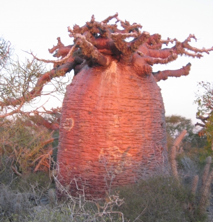 Adansonia grandidieri par Jean-Luc DZIDO