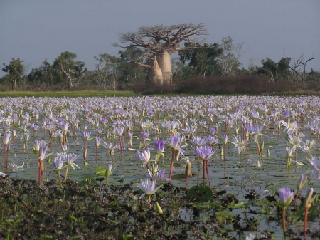 Adansonia grandidieri & Nymphea stellata par Christophe QUÉNEL