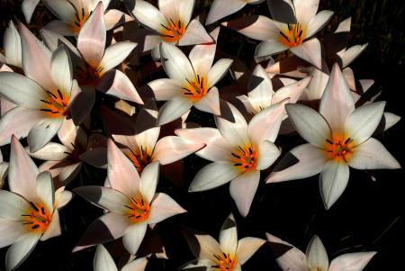 Tulipa clusiana DC. par Jean-Landry NICOLAS
