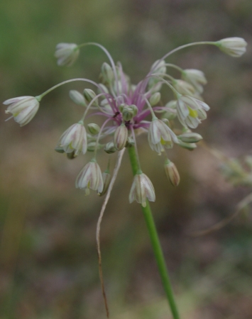 Allium longispathum D.Delaroche par Gisèle ARLIGUIE