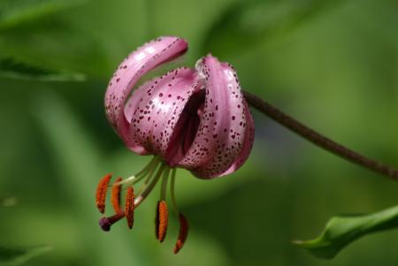 Lilium martagon L. par Roland LAUNAY