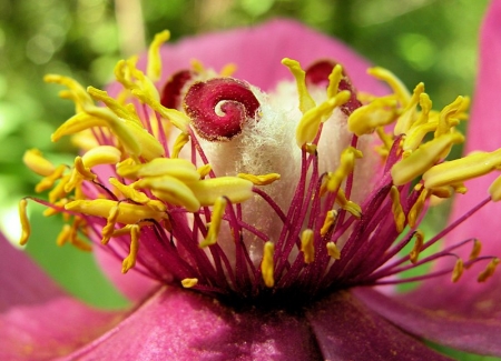 Paeonia mascula subsp. mascula par Liliane PESSOTTO