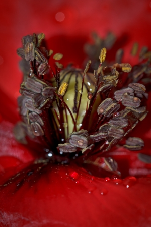 Papaver rhoeas L. par M. BENEZECH