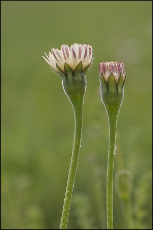 Urospermum dalechampii (L.) Scop. ex F.W.Schmidt par François GRANJA