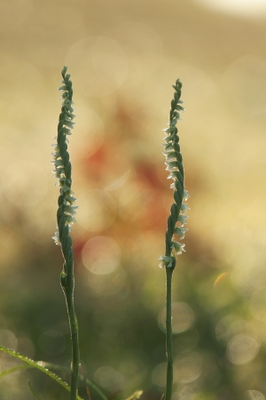 Spiranthes spiralis (L.) Chevall. par François GRANJA