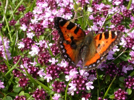 Thymus serpyllum L. par Alain Letrange