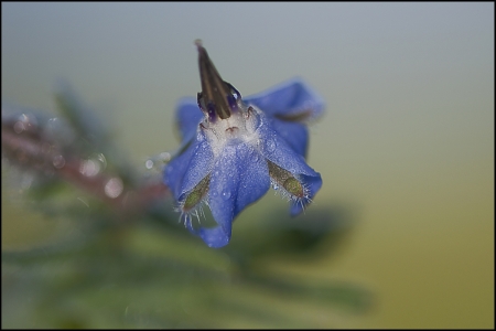 Borago officinalis L. par François GRANJA