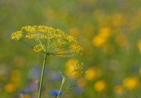 Foeniculum vulgare Mill. par François GRANJA