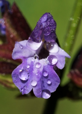 Salvia officinalis L. par Liliane PESSOTTO