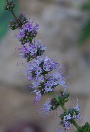 Mentha L. par Gisèle ARLIGUIE