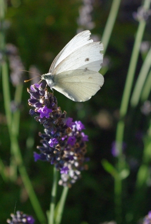 Lavandula L. par Gisèle ARLIGUIE