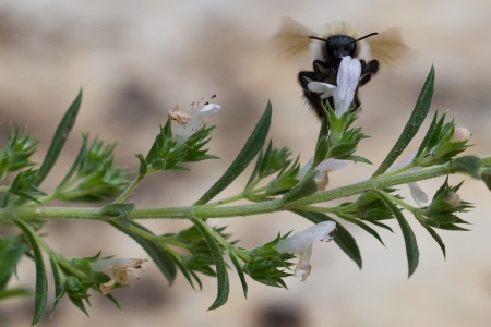 Satureja montana L. par Martine Benezech