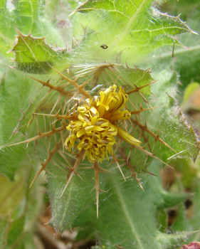 Centaurea benedicta cc by sa Paul Fabre