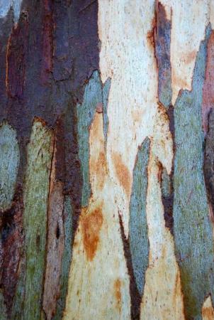 Eucalyptus par Muriel MARTINET