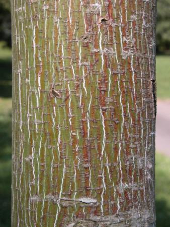 Acer pensylvanicum ssp. capillipes (Maxim.) Wesmael par Annick LARBOUILLAT