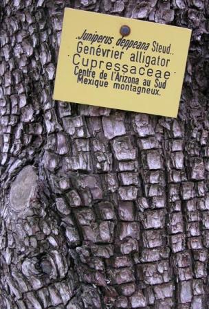 Juniperus deppeana Steud. par Annick LARBOUILLAT