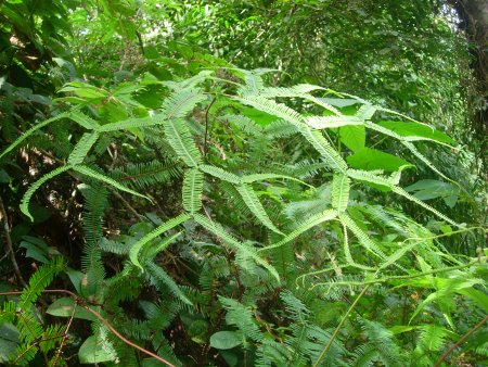 Gleichenia truncata Willd. par Genevieve BOTTI