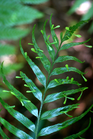 Asplenium daucifolium Lam.  par Liliane ROUBAUDI