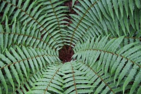 Dryopteris affinis (Lowe) Fraser-Jenk.  par Alain LÉTRANGE