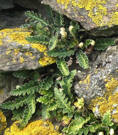 Asplenium ceterach L.  par Madeleine SARRAN