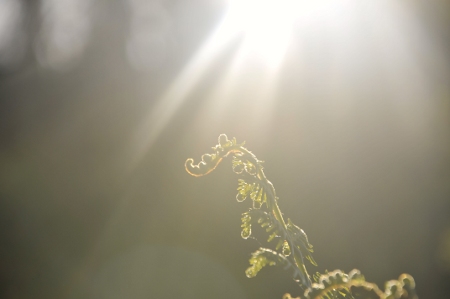 Pteridium aquilinum par David DIGAIRE