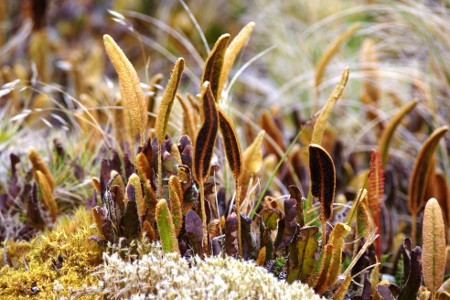 Elaphoglossum succisifolium (Thouars) T.Moore par Arnaud RHUMEUR