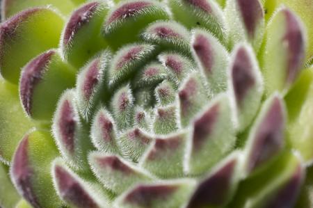 Sempervicum calcareum par Frédéric DORGLER