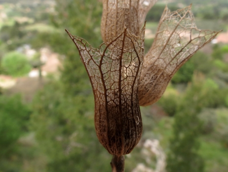 Hyoscyamus albus L. par Alain POIREL