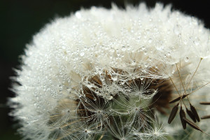 Taraxacum sp. 